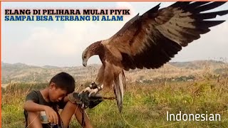 Download lagu caring for eagles from chicks until they fly into the wild (merawat elang dari kecil sampai terbang) mp3 Download lagu caring for eagles from chicks until they fly into the wild (merawat elang dari kecil sampai terbang) mp3