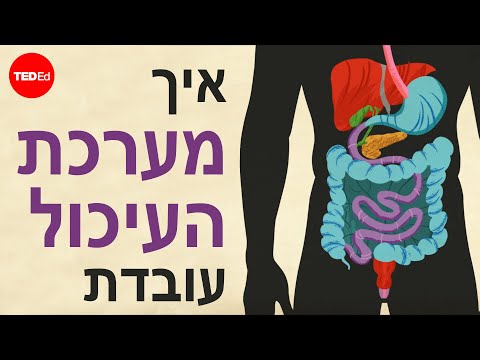 איך מערכת העיכול עובדת? סרטון הסבר מרתק