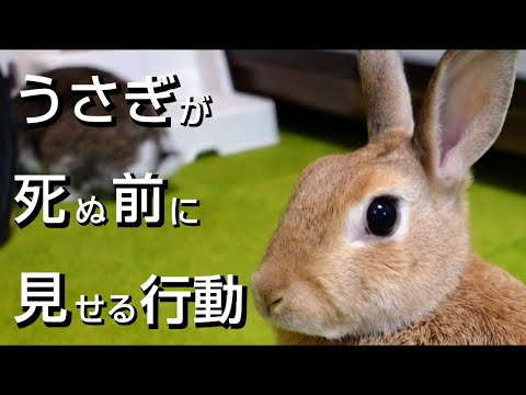 ウサギが死にそうな5つの兆候