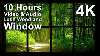 4K UHD 10 hours - Lush Woodland Window - mindfulness, ambience, relaxing, meditation, nature