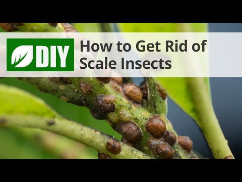  How to Get Rid of Scale Video 