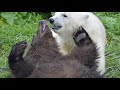 Detroit Zoo Jebbie And Lærke Animal Welfare Tales
