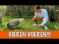 Floris staat oog in oog met een gier  | DierenpraatTV