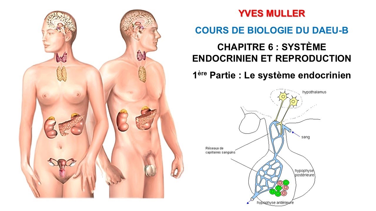 Chapitre 6 - 1ère Partie : Le système endocrinien - Cours de Biologie du DAEU-B