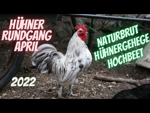 Hühner Rundgang April 2022 -  Naturbrut Zwerghühner Hochbeet im Hühnergehege