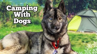 Taking the Dogs Camping For the FIRST Time!