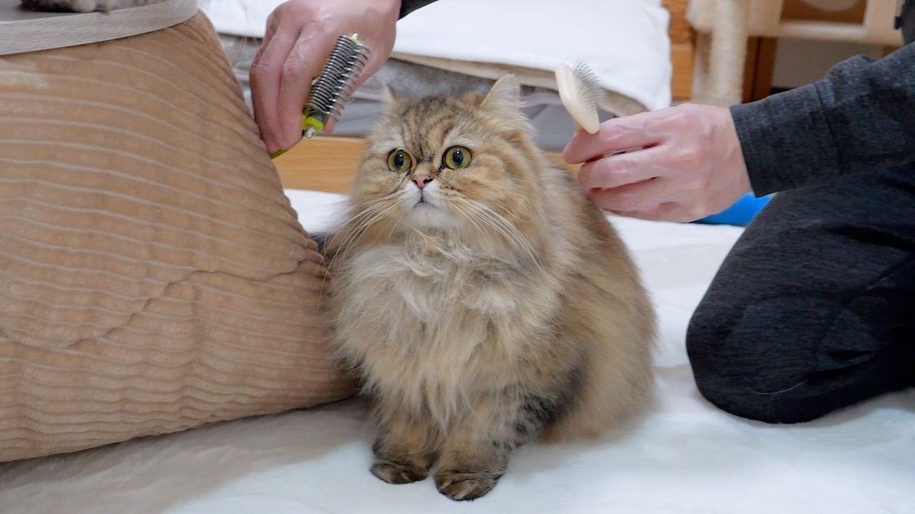 I quietly approached the kitten to try and brush it...