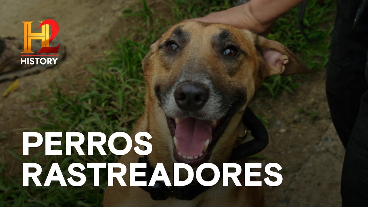 MINA DE TERRACOTA 🐕 Perros rastreadores - EL ORO PERDIDO DE LA SEGUNDA GUERRA MUNDIAL