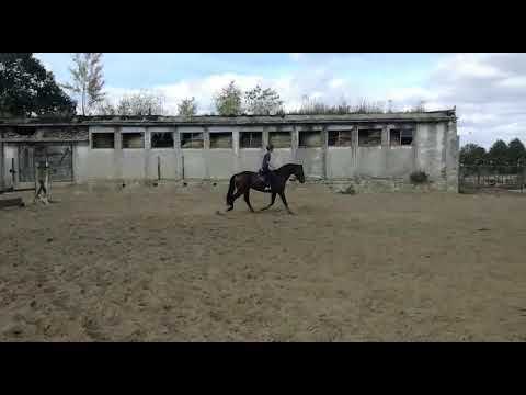 4 yo by Cascadello