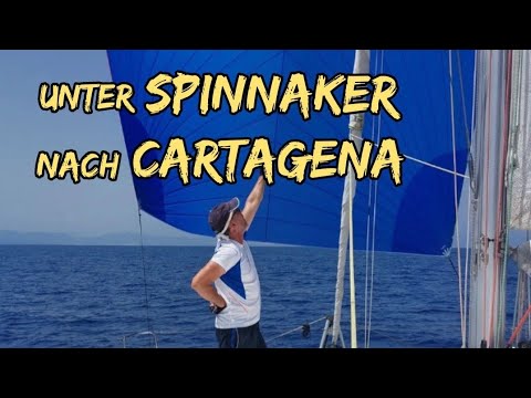 Sailing downwind with pilot whales under the trampoline to Cartagena - Long-distance sailing.