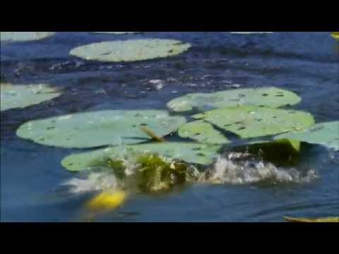 Topwater Fishing with Rage Toad - Strike King Fish Hard