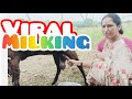 Viral Milking