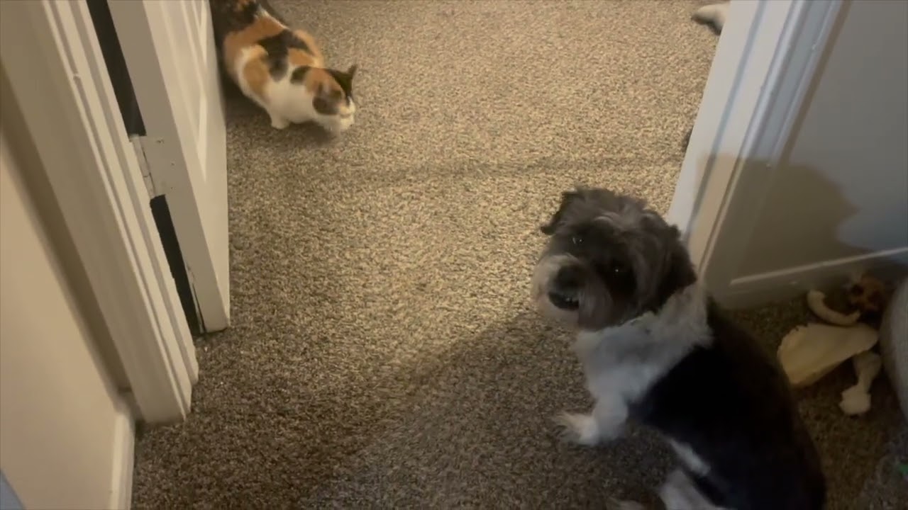 Miley (super sweet), a ADOPTABLE Calico in Middlebury, CT video 6/6
