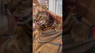 動物病院にて興奮気味の猫【ベンガル猫】