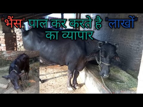 "भैंस" पाल कर करते है "लाखों" का व्यापार जान कर रह जाएंगे दंग।। भैंस पालन से लाखों रुपये कमाएं!