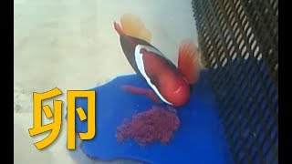 卵を見守る魚・・・。Fish
