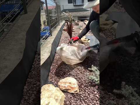 果樹の根元に砂利を置く：いつ、どのように置くのですか？  庭園