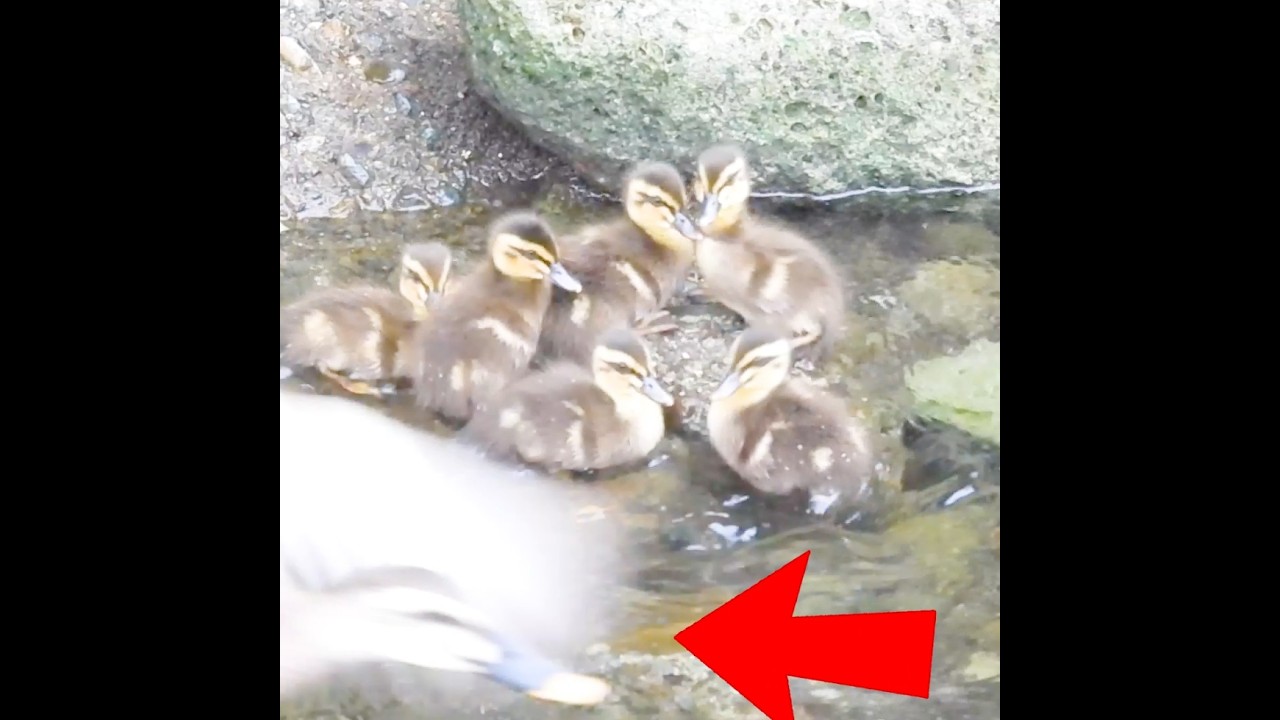 母が消えた…ヒナたちの賢すぎる行動