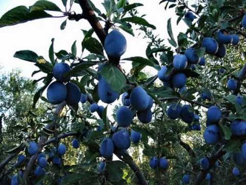 Vajon a pinwormok lefogynak-e, Hogy lehet szülés után lefogyni? - Hogyan lehet a gyermeket lefogyni