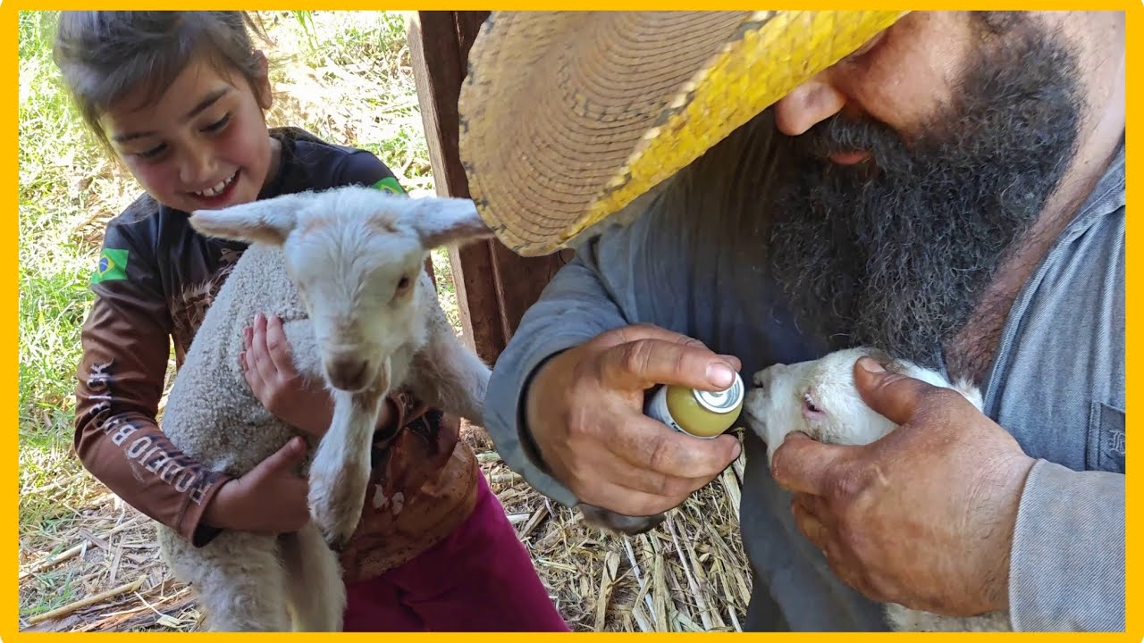 será que o choque segura elas? deu conjuntivite na ovelha