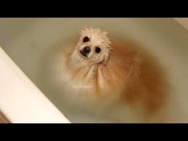 To Laugh Hilarious Puppy Videos Laugh Challenge Funny Guilty Dog
