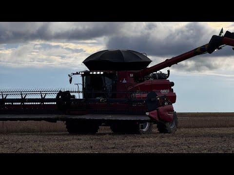 Colhendo soja nas curvas de nível com a case 8250 40 pés 