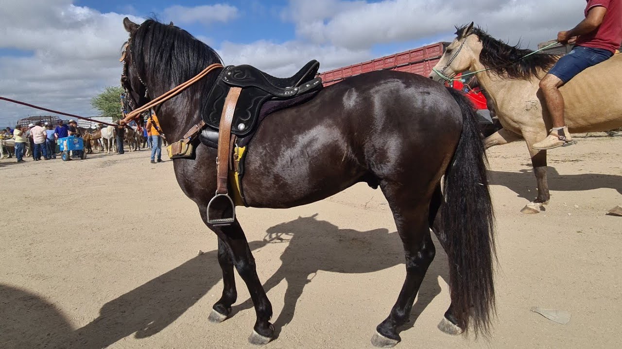 FEIRA DE CAVALOS DE CACHOEIRINHA PE, QUINTA FEIRA 12/01/2023