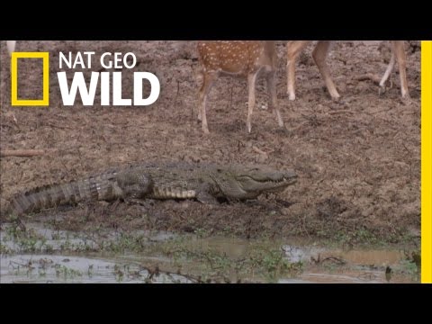 Crocodile Hunt Fail | Night Stalkers