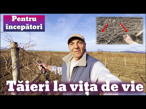 Tăierea la vița de vie pentru începători