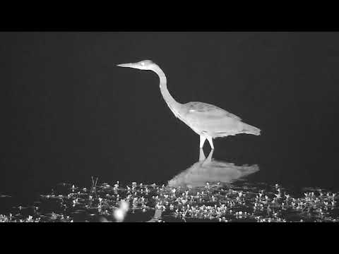 Djuma: Grey Heron - 02:27 - 09/05/21