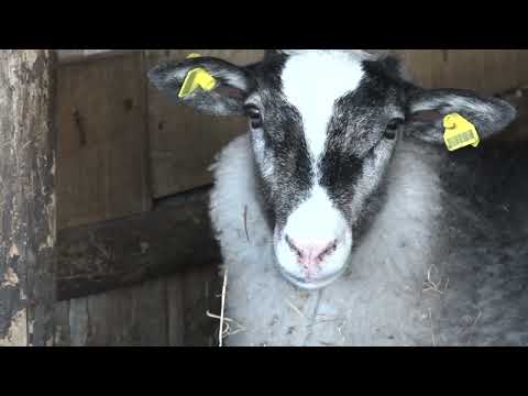 Naša priča ep. 143 18.05.2018. Rabenovac, romanovske ovce