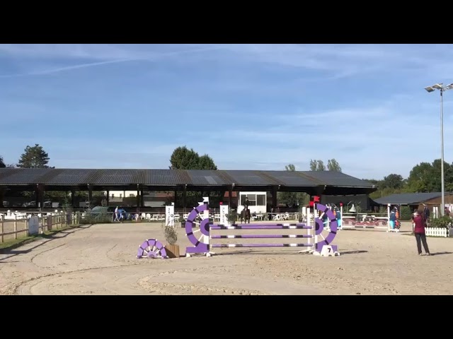Castrone Sella Francese In vendita 2016 Baio scuro ,  Labrador de Brekka