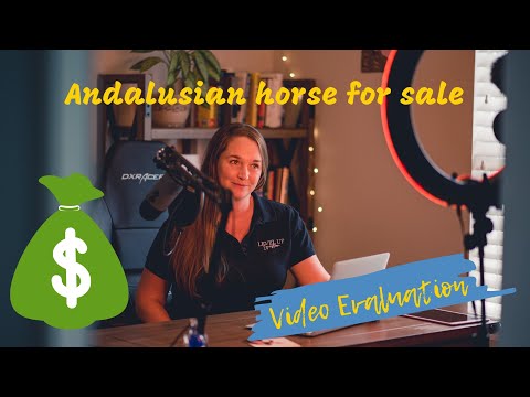 Andalusian horse for sale evaluation