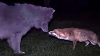 A WILD FOX & A WOLF MAKE FRIENDS ~ A True Story