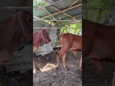 3206942650 se hacen contraentregas hato Rivera Mendoza Cartago Valle cauca