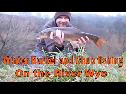 Winter Barbel and Chub fishing on the River Wye 2018-John Wilson rod in action.