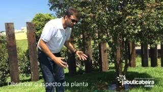 Vamos fazer com que a nossa jabuticabeira produza frutos