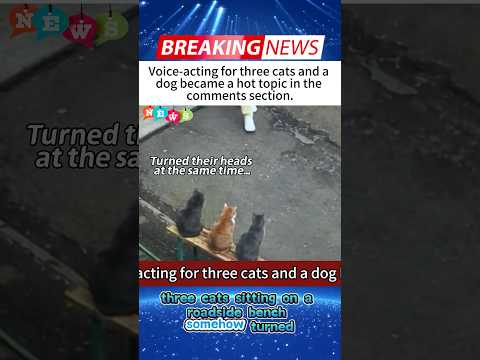 3 Cats Stare at Everyone Walking By, Then a Dog Joins Their Squad 😂