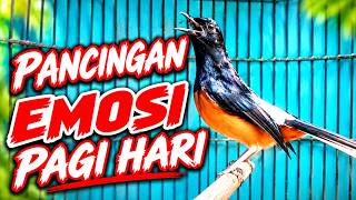 Download lagu PANCINGAN MURAI BATU GACOR FULL ISIAN CEPAT EMOSI NEMBAK KENARI mp3