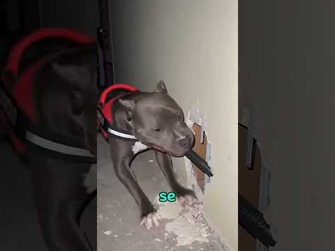 Perro destruye pintura de $200,000… ¡y termina atrapando a un criminal! #facts #datoscurisos