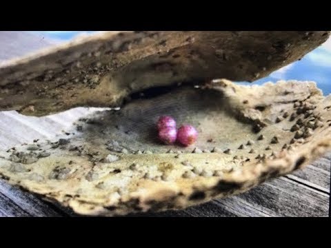 Real Bright Pink Pearl Discovery Found In the Ocean...... Video