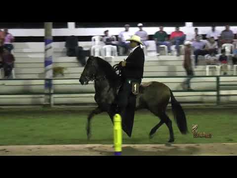 IDILIO DE EQUINO LA FE, MEJOR POTRO TROCHA COLOMBIANA CARTAGENA GRADO B 2018