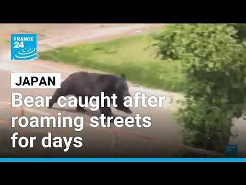 Japan city relieved as bear caught after roaming streets for days