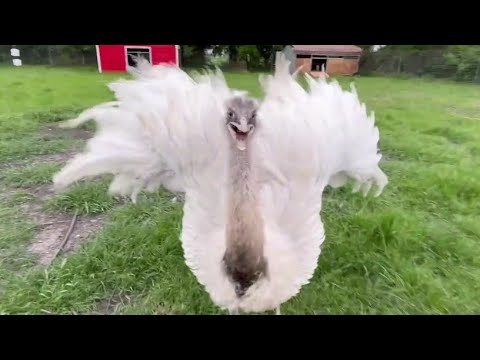 Kevin Wants The Smoke