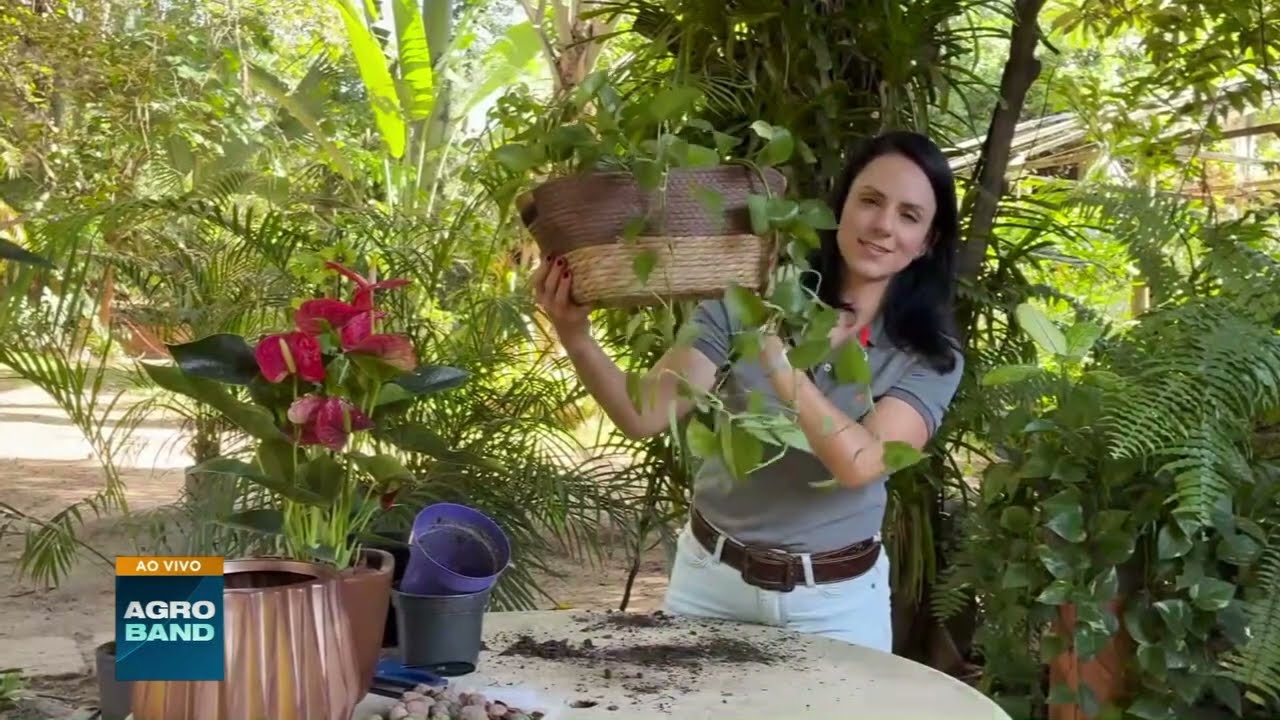 Antúrios e jiboias: veja como cuidar das plantas dentro de casa