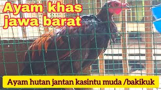 Download lagu Suara pikat ampuh ayam hutan/Pikat ayam hutan jantan/Ayam hutan jantan bekikuk muda/bekikuk/kasintu mp3
