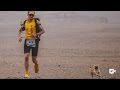 Stray Dog Falls In Love With Runner During Marathon