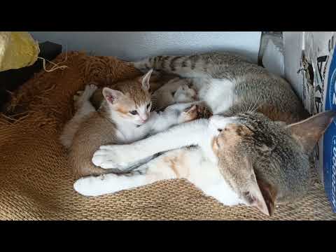 Cat n it's lovely 1 month 3 kittens