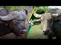 The Ultimate Showdown Cape Buffalo Vs Water Buffalo