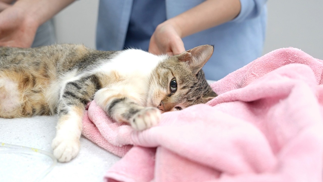 난생처음 병원에 온 길고양이